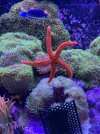 Starfish-021322.jpg