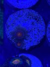 5BF7B704-B10A-42B3-B159-AA47F03E8C21.jpeg