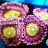 Zoanthids - Playboy Bunnies.jpg