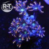 ReefTide Category 4 Cloves.jpg