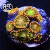 Reeftide Exotic.jpg