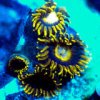 Zoanthids - Black Stingers.jpg