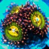 Zoanthids - Butt Kissers.jpg