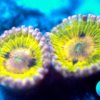 Zoanthids - Chiquita.jpg
