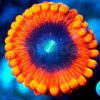 Zoanthids - Cinder.jpg