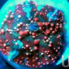 Zoanthids - Dragon Lady Bounce Mushroom.jpg