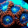 Zoanthids - Fire and Ice.jpg