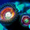 Zoanthids - Gobstoppers.jpg