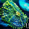 Zoanthids - Green Latern Yuma.jpg