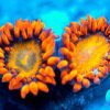 Zoanthids - New Release (Tang Shot).jpg