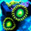 Zoanthids - Nuclear Dragon Eyes.jpg