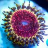 Zoanthids - Strawberry Wine.jpg