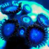 Zoanthids - Tubbs Blues.jpg