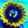 Zoanthids - Yoda.jpg