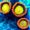 Zoanthids- Mandarin Oranges.jpg