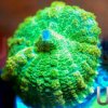 Zoanthids Marigold Mushroom.jpg