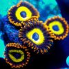Zoanthids-Fruit Loops.jpg