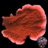 montipora_capricornis.jpg