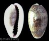 Cypraea_errones.jpg
