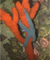 Blue Linckia Starfish.png