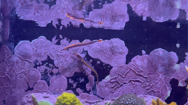 Blue stripe pipefish 3-20-2023.png