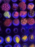 20230405_172852 - Copy - Copy.jpg