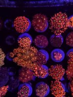 20230405_172900 - Copy - Copy.jpg