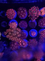 20230405_172907 - Copy - Copy.jpg