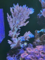 Cherry bomb colony.JPG