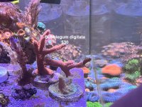 Bubblegum digitata.JPG