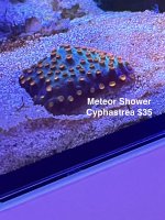 Meteor shower cyphastrea.JPG