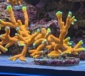 PXL_20230329_183604953.PORTRAIT.ORIGINAL (1).jpg