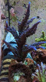 PXL_20230329_203214648 (1).jpg