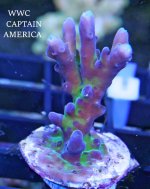 WWC CAPTAIN AMERICA.JPG
