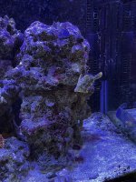 Aptasia File Fish.JPG