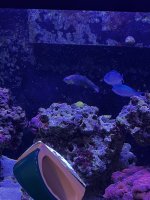 Chromis.JPG