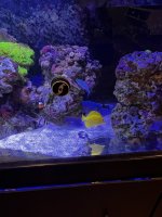 Yellow Tang.JPG