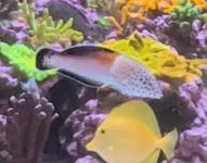 Twinspot (clown) wrasse (Coris aygula).jpeg