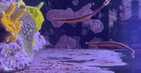 Bluestripe pipefish.jpeg