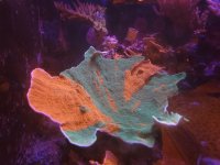 JF grafted monticap 1-11-24.jpeg