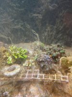 IMG_0909.jpeg