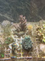 IMG_0907.jpeg