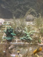 IMG_0908.jpeg