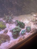 IMG_0905.jpeg