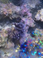 IMG_0911.jpeg