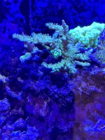 Acropora - Jason Fox Lemongrass.jpg