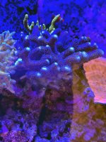 Stylophora purple.jpg