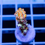 IMAGE 2024-05-31 23:07:46.jpg