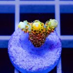 IMAGE 2024-05-31 23:07:58.jpg