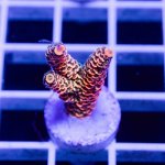 IMAGE 2024-05-31 23:07:51.jpg